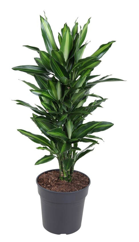 Dracaena Silindo vertakt