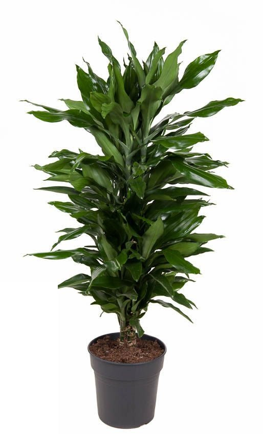 Dracaena Janet Lind vertakt