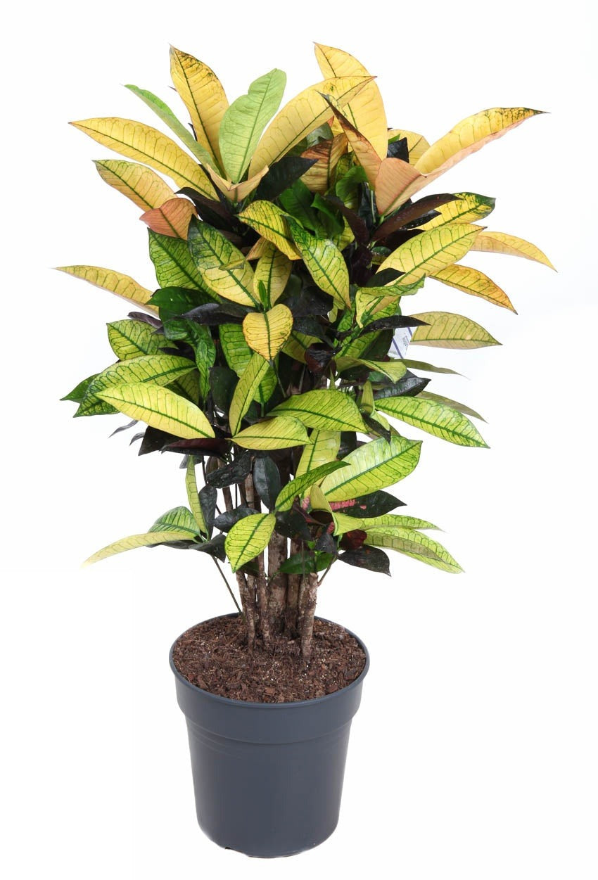 Codiaeum Mrs Iceton vertakt