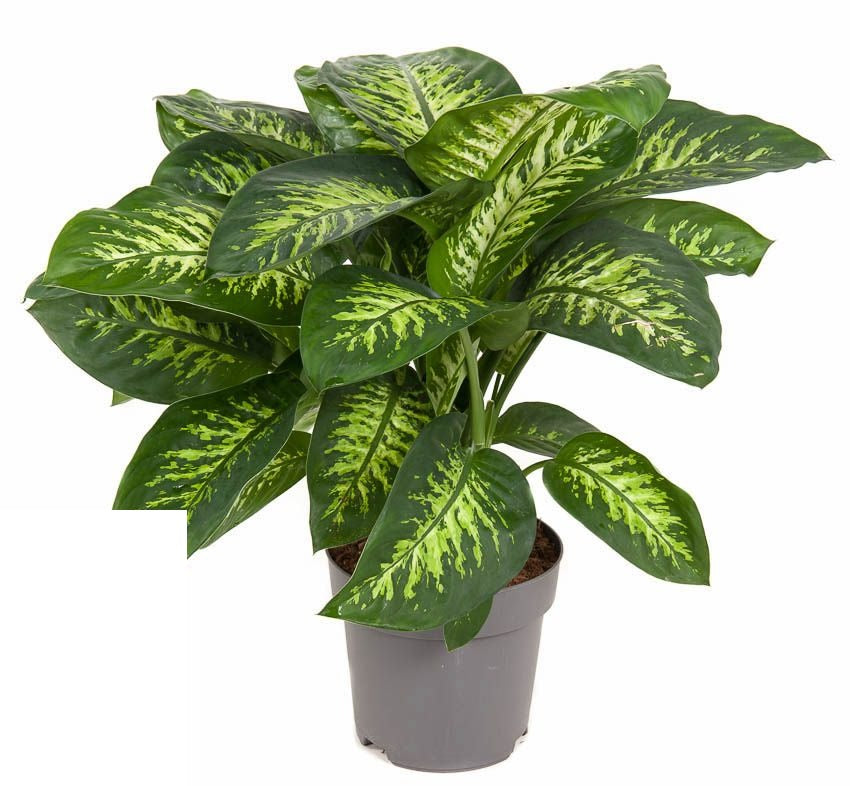 Dieffenbachia Reeva