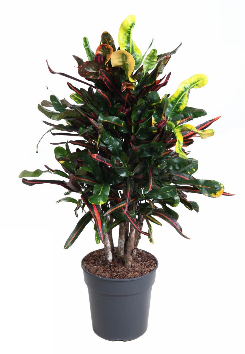 Codiaeum Mammi vertakt