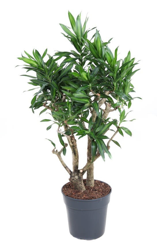 Dracaena Song of Jamaica vertakt