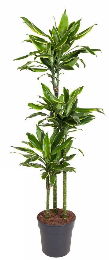 Dracaena Gold Coast