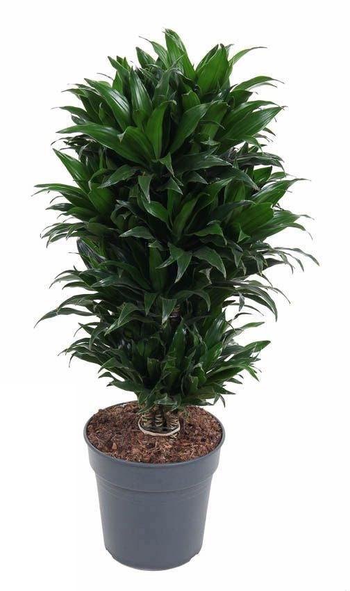 Dracaena Compacta vertakt