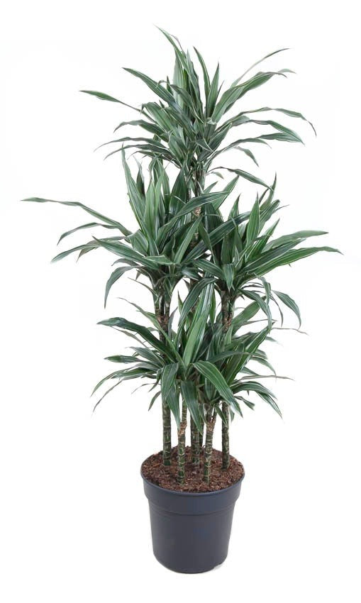 Dracaena Warneckei carrousel