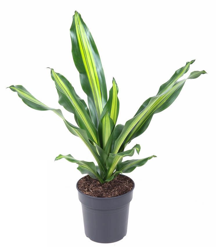 Dracaena Burley