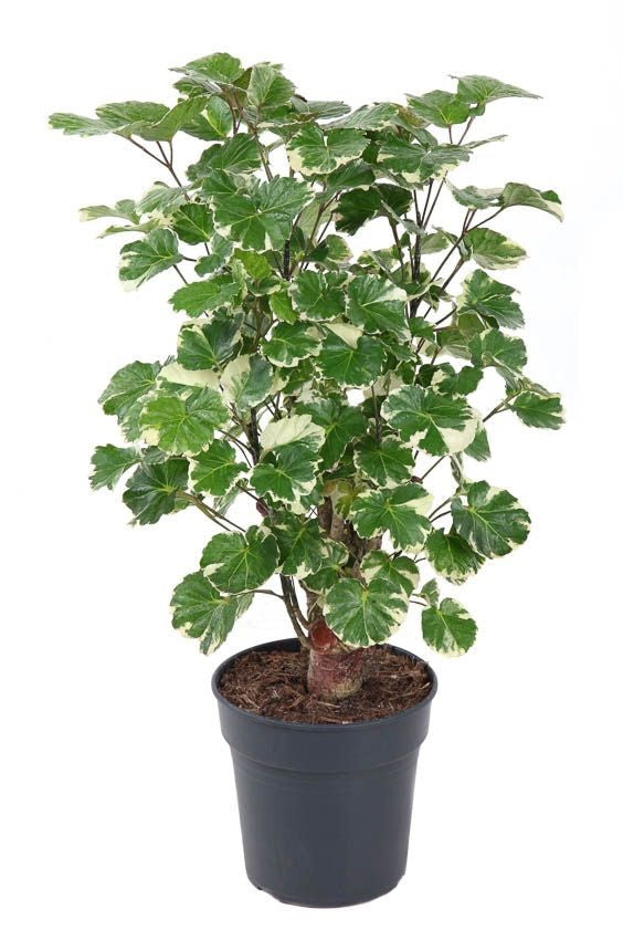Polyscias Balfouriana vertakt