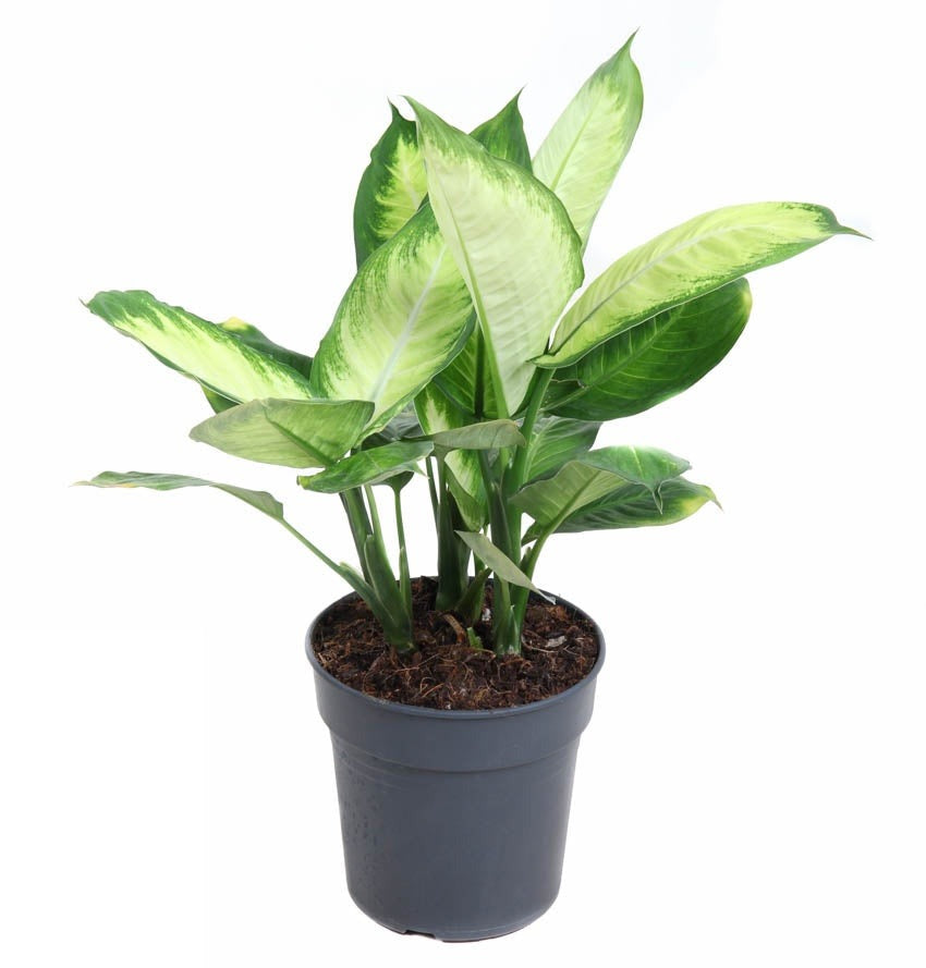 Dieffenbachia Tropic Marianna