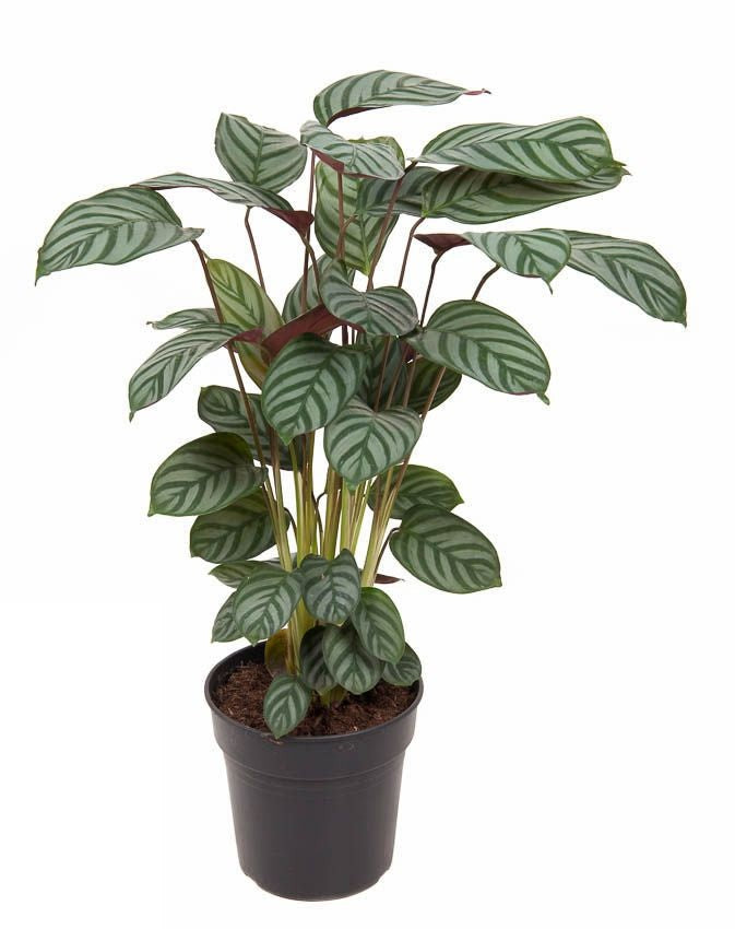 Calathea Green Flag