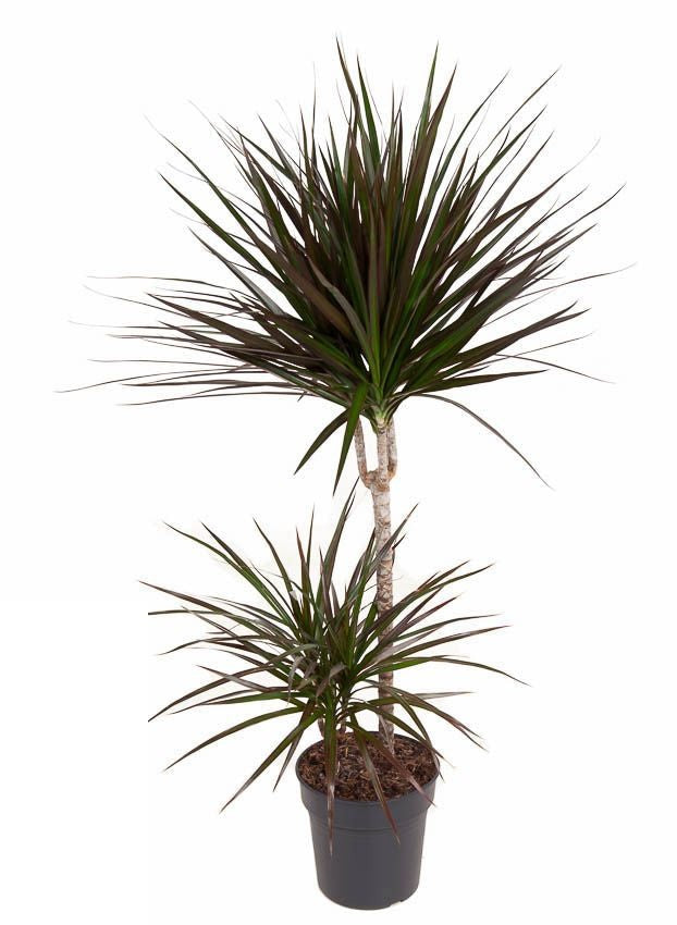 Dracaena Magenta