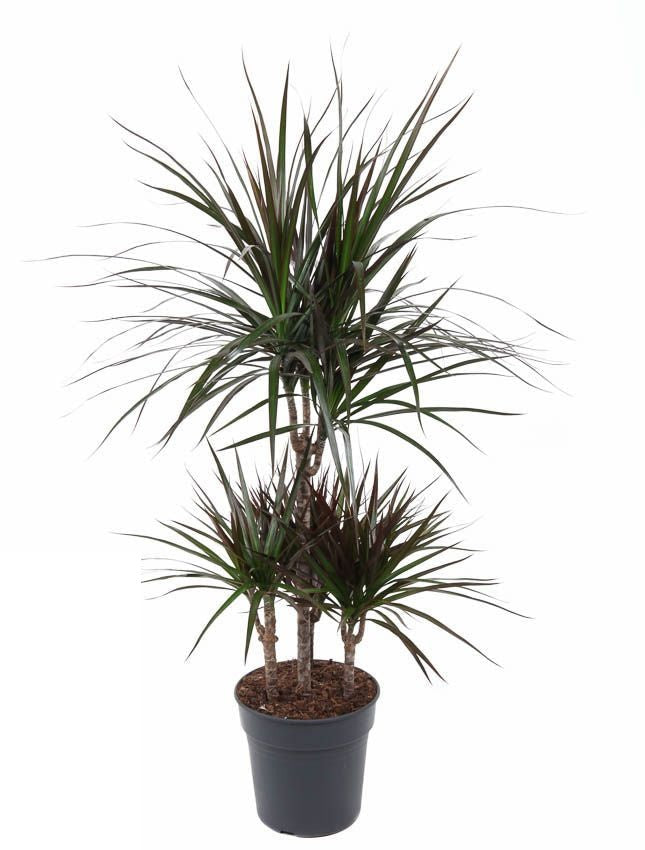 Dracaena Magenta carrousel