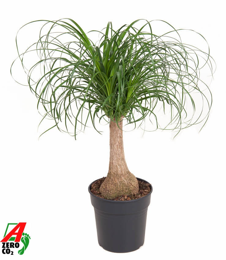 Beaucarnea stam