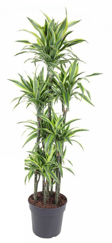 Dracaena Lemon Lime carrousel