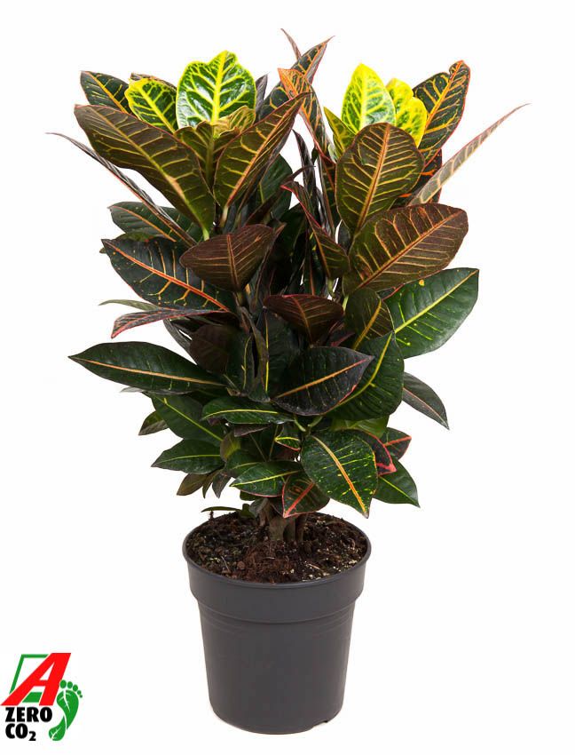 Codiaeum Petra