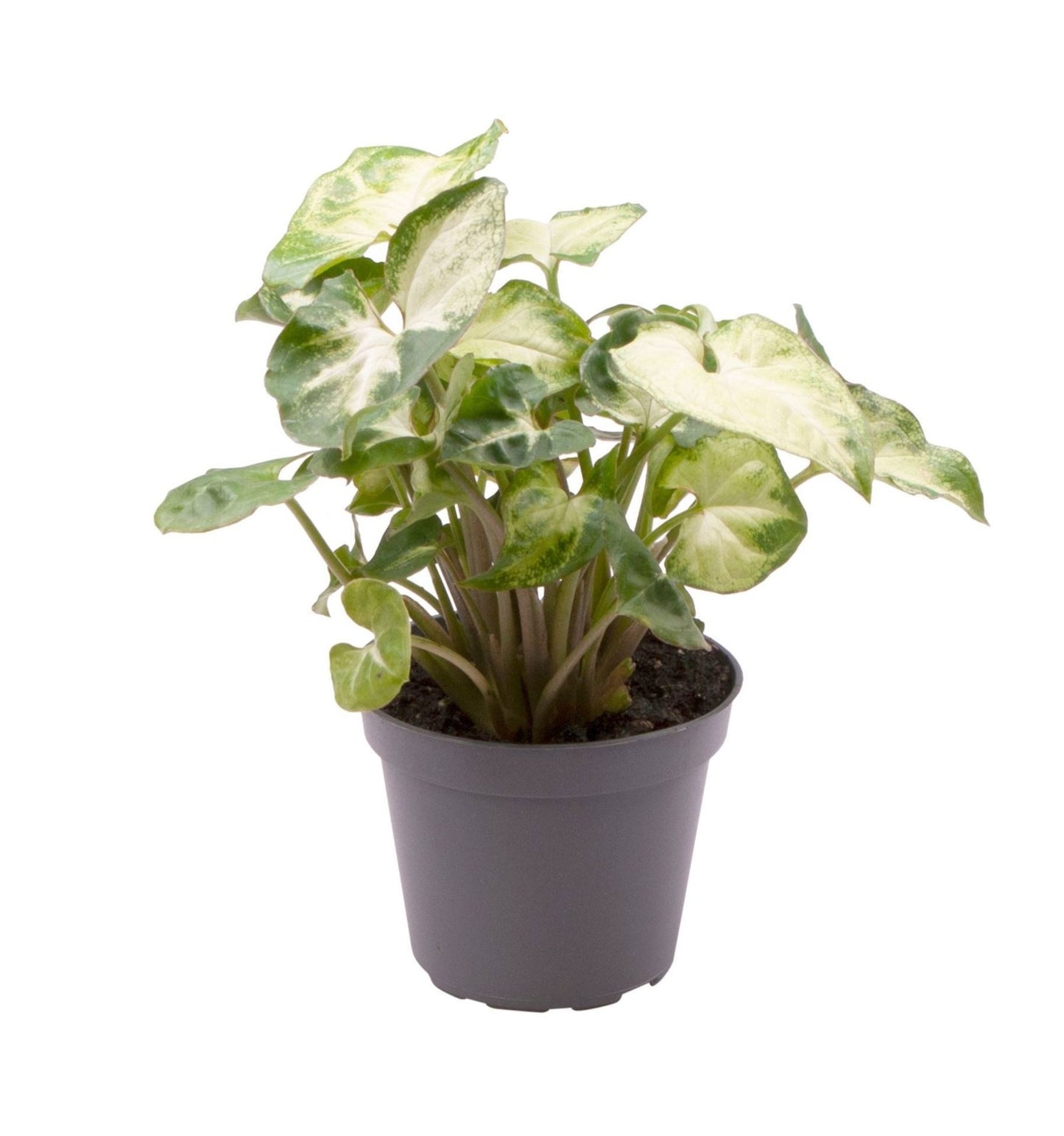 Syngonium pixie Ø6cm H12cm