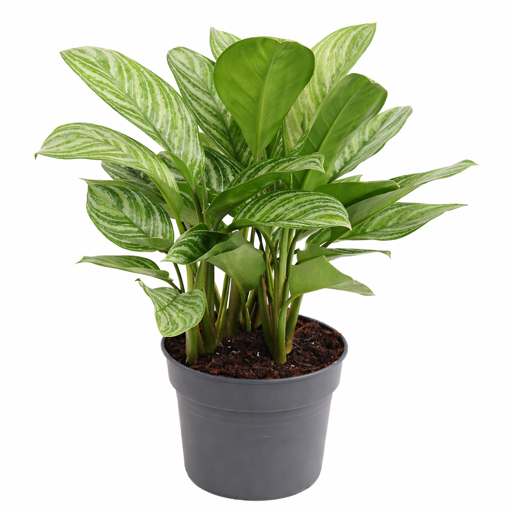 Aglaonema Stripes Ø24cm · H70cm