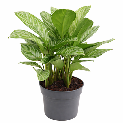 Aglaonema Stripes Ø24cm · H70cm