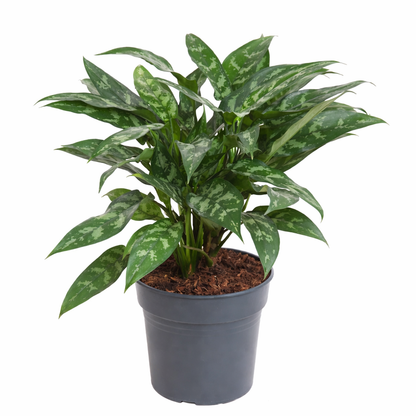 Aglaonema Maria (Ø24cm, 60cm hoog)