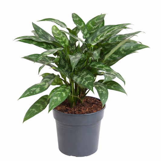 Aglaonema Maria (Ø24cm, 60cm hoog)