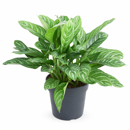 Aglaonema Stripes (Ø34cm, 80cm hoog)
