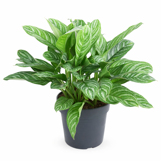 Aglaonema Stripes (Ø34cm, 80cm hoog)