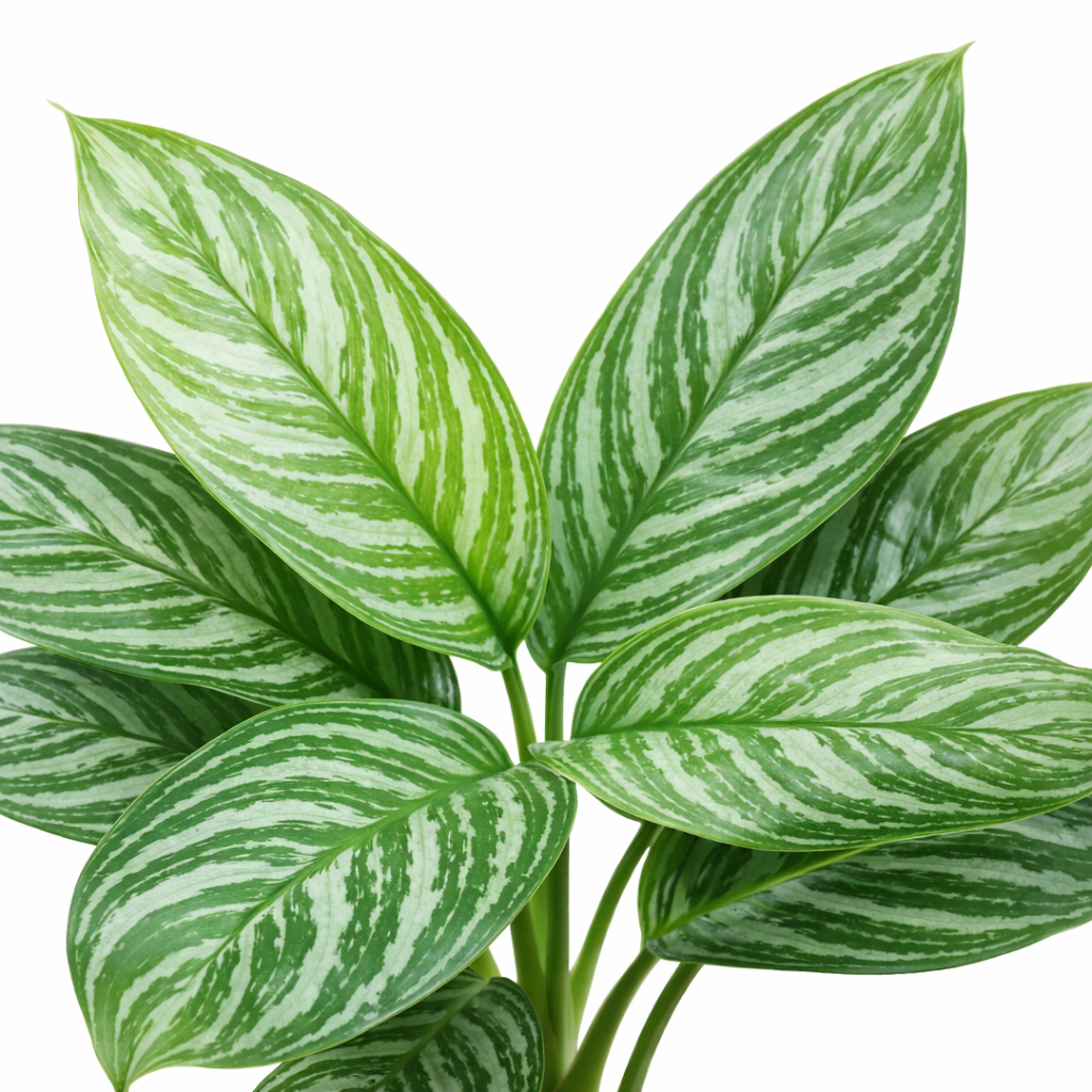 Aglaonema Stripes (Ø34cm, 80cm hoog)