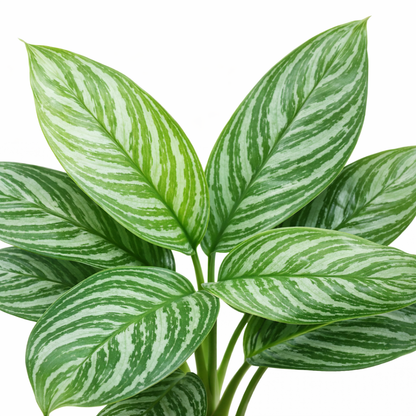 Aglaonema Stripes (Ø34cm, 80cm hoog)