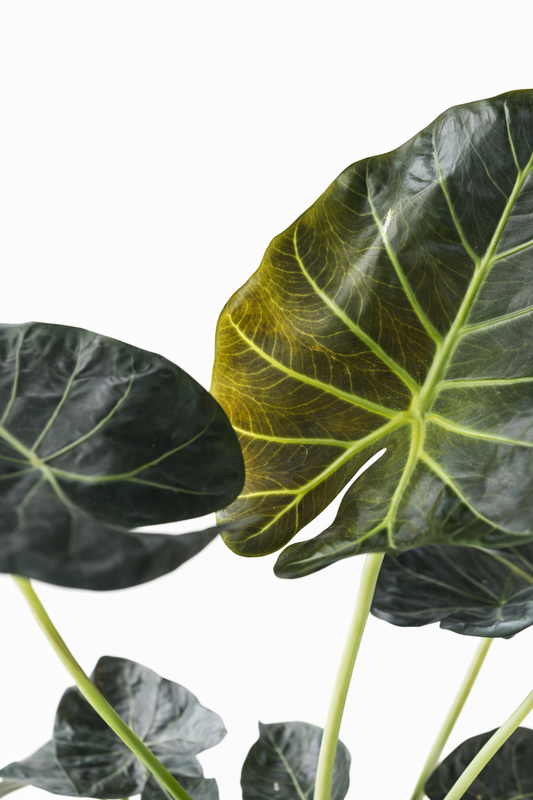 Alocasia Regal Shield / Olifantsoor Ø32cm H120cm