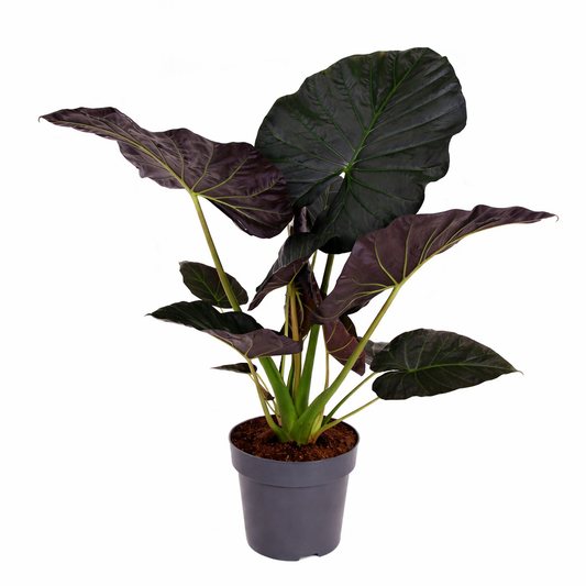 Alocasia Regal Shield / Olifantsoor Ø32cm H120cm