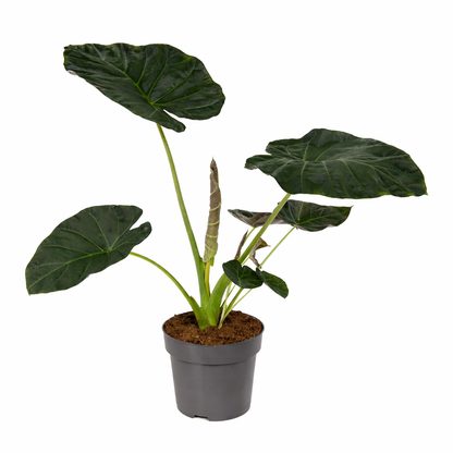 Olifantsoor Regal Shield - Alocasia (Ø24cm, 80cm hoog)