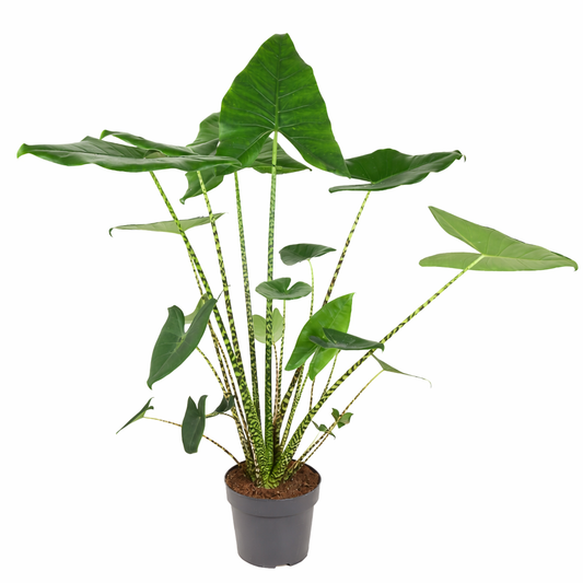 Alocasia Zebrina Ø24cm H90cm