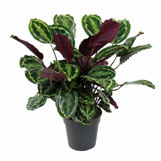 Calathea medallion / Pauwenplant Ø27cm H90cm