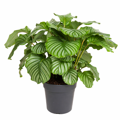 Pauwenplant Orbifolia - Calathea (Ø27cm, 80cm hoog)