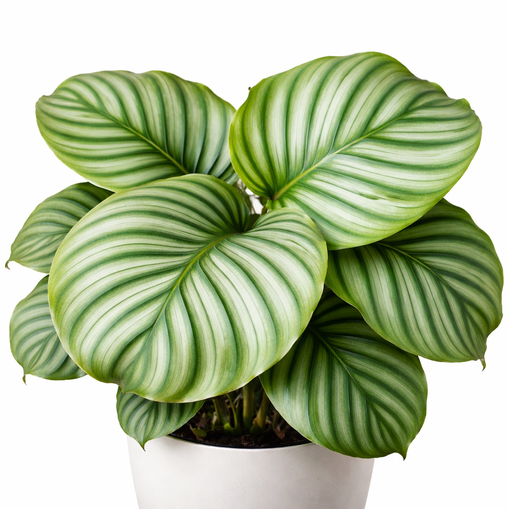 Pauwenplant Orbifolia - Calathea (Ø27cm, 80cm hoog)