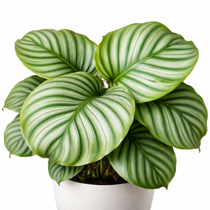 Pauwenplant Orbifolia - Calathea (Ø27cm, 80cm hoog)