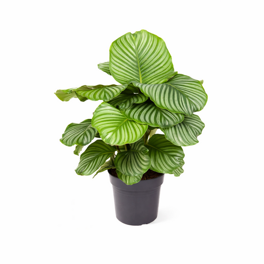 Calathea Orbifolia / Pauwenplant Ø24cm H70cm