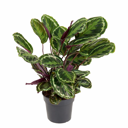 Pauwenplant Medallion - Calathea (Ø24cm, 80cm hoog)