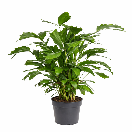 Caryota mitis / Vissenstaartpalm Ø21cm H130cm