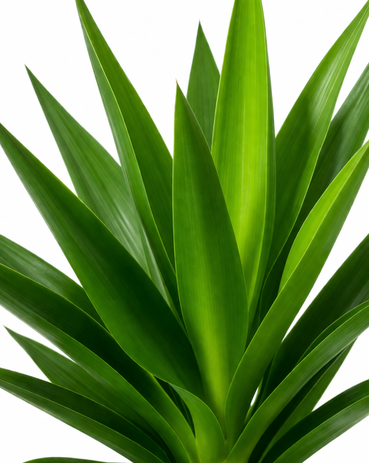 Yucca / Palmlelie Ø27cm H130cm