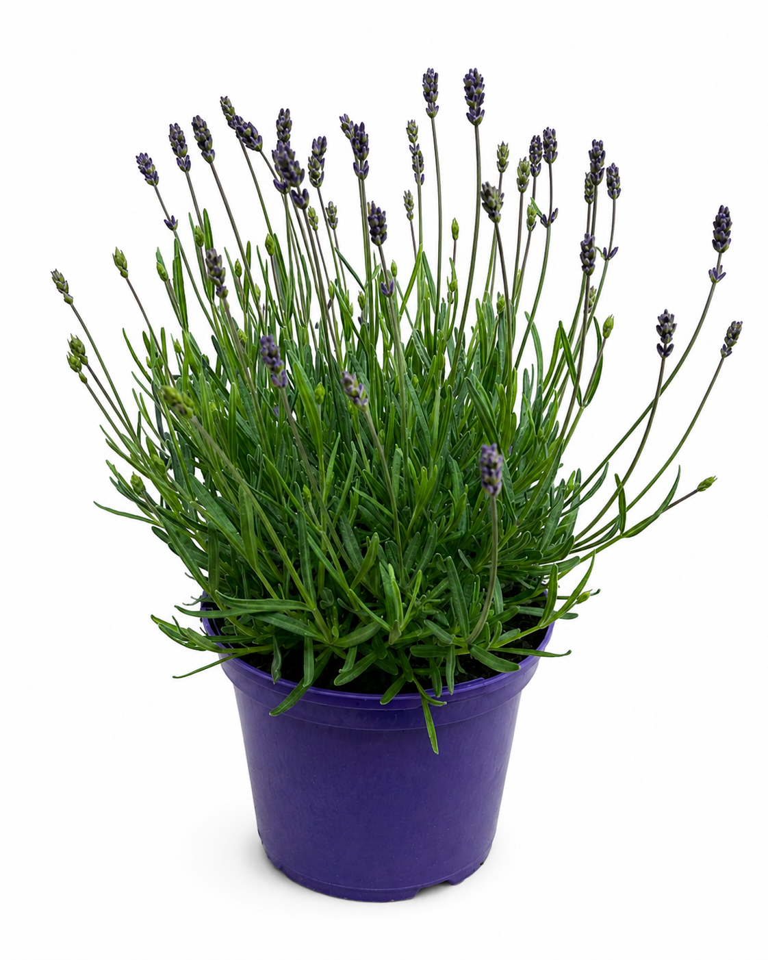 Lavendel Hidcote - Lavandula angustifolia (Ø13cm, 20cm hoog)