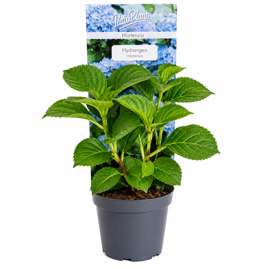 Blauwe Hortensia - Hydrangea macrophylla (Ø9cm, 30cm hoog)