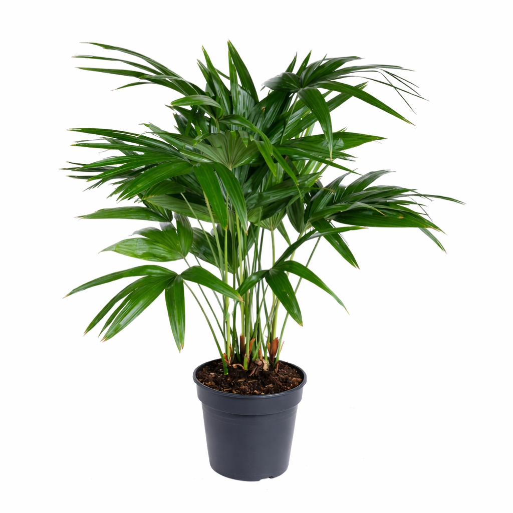 Chinese Schermpalm - Livistona Chinensis (Ø27cm, 120cm hoog)