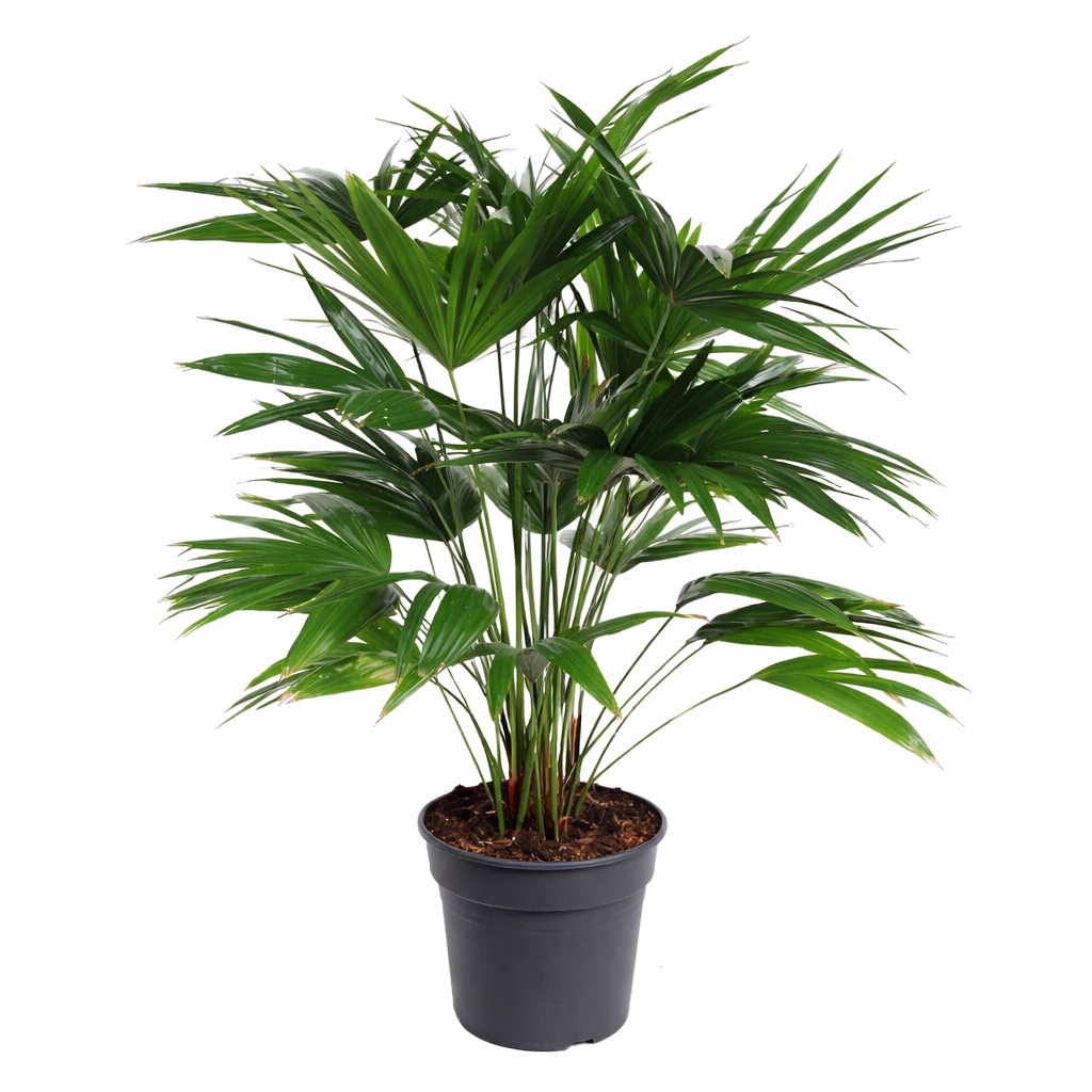Livistona Chinensis / Chinese schermpalm Ø30cm H140cm