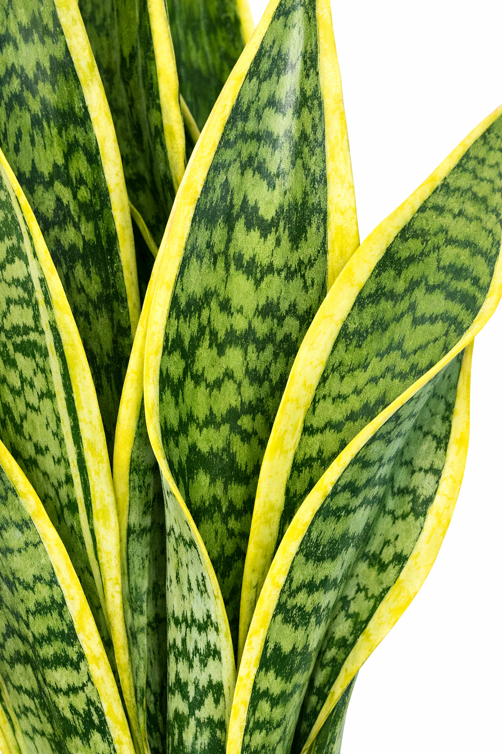 Sansevieria laurentii / Vrouwentong Ø17cm · H50cm