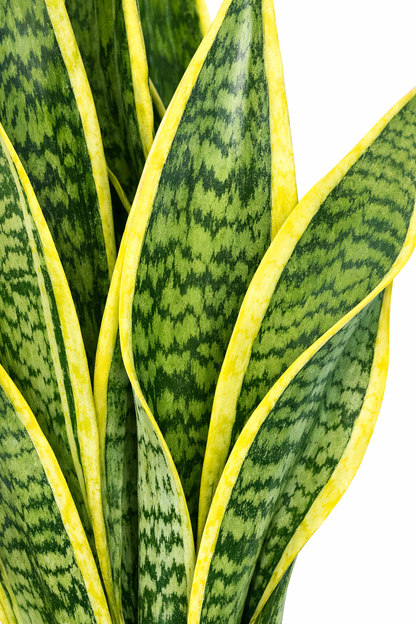 Sansevieria laurentii / Vrouwentong Ø24cm · H80cm