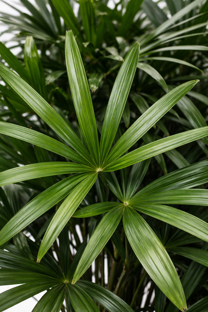 Stokpalm - Rhapis Excelsa (Ø72cm, 190cm hoog)