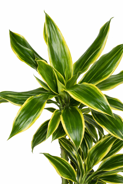 Drakenbloedboom Gold Coast - Dracaena (Ø21cm, 90cm hoog)