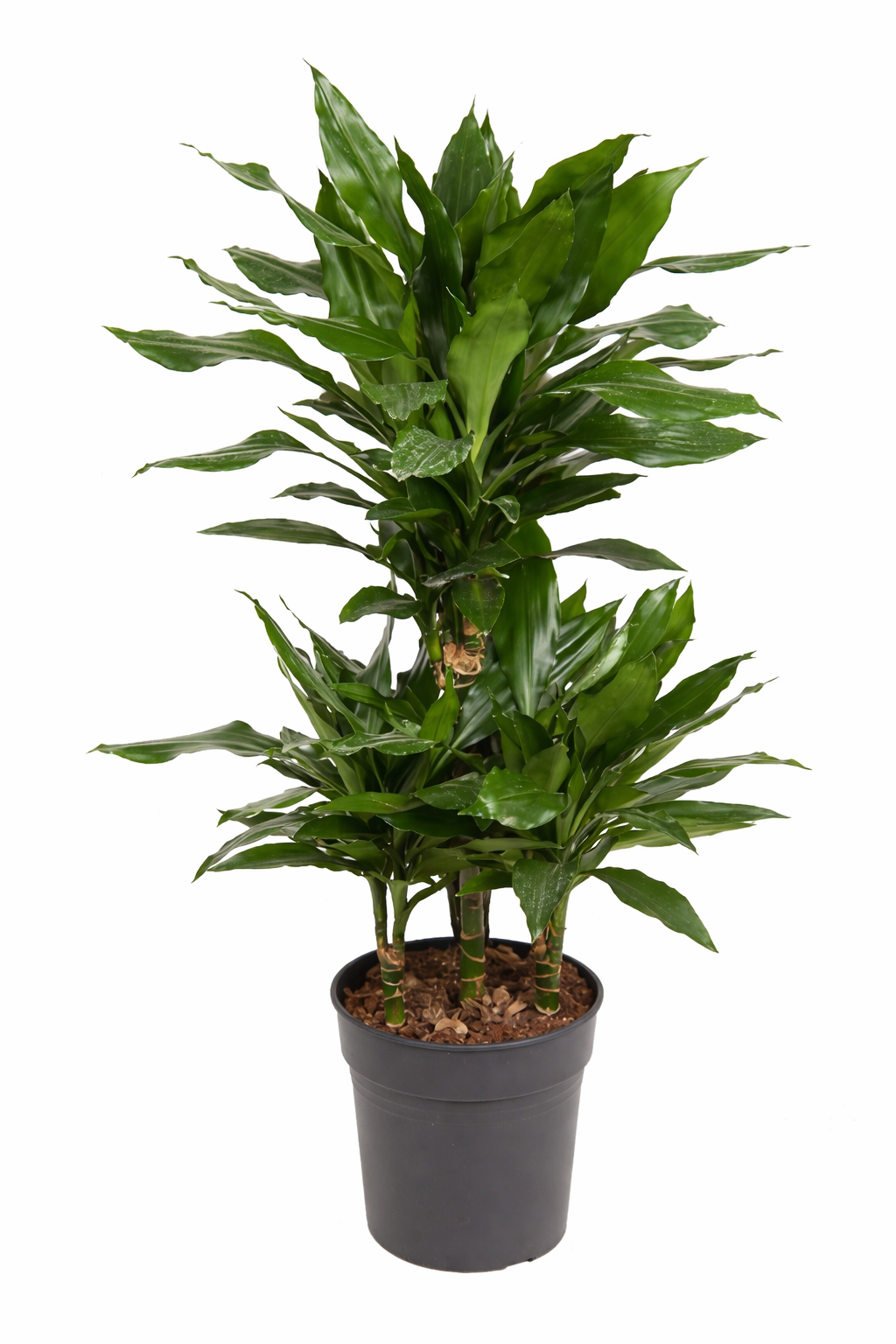 Dracaena Janet / Drakenbloedboom Ø21cm · H100cm