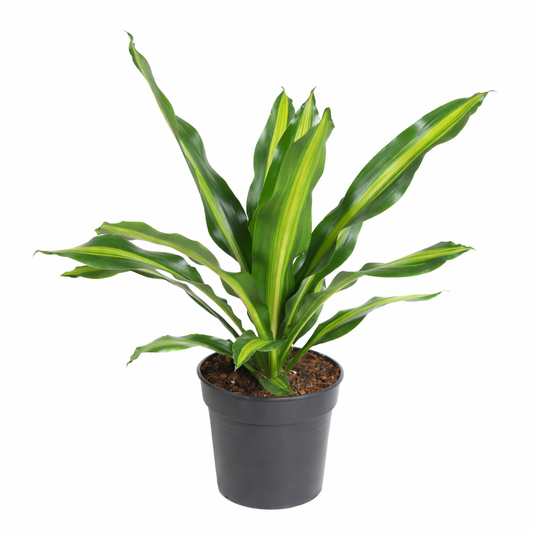 Dracaena Burley Ø24cm · H90cm