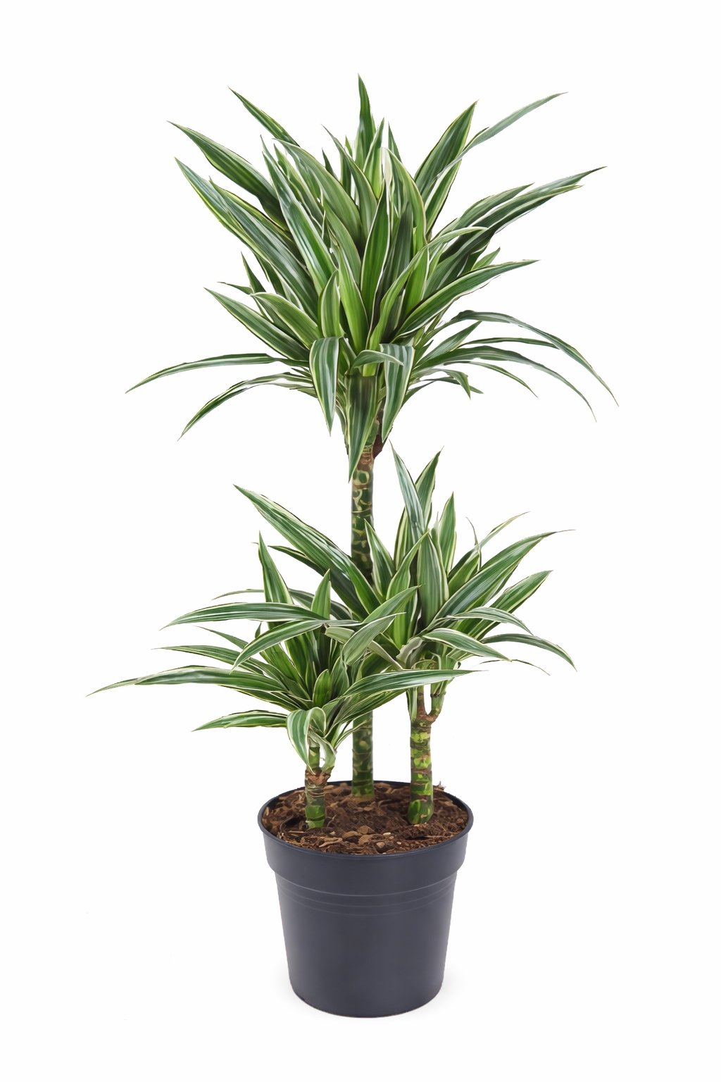 Dracaena Warneckei / Drakenbloedboom Ø21cm H100cm